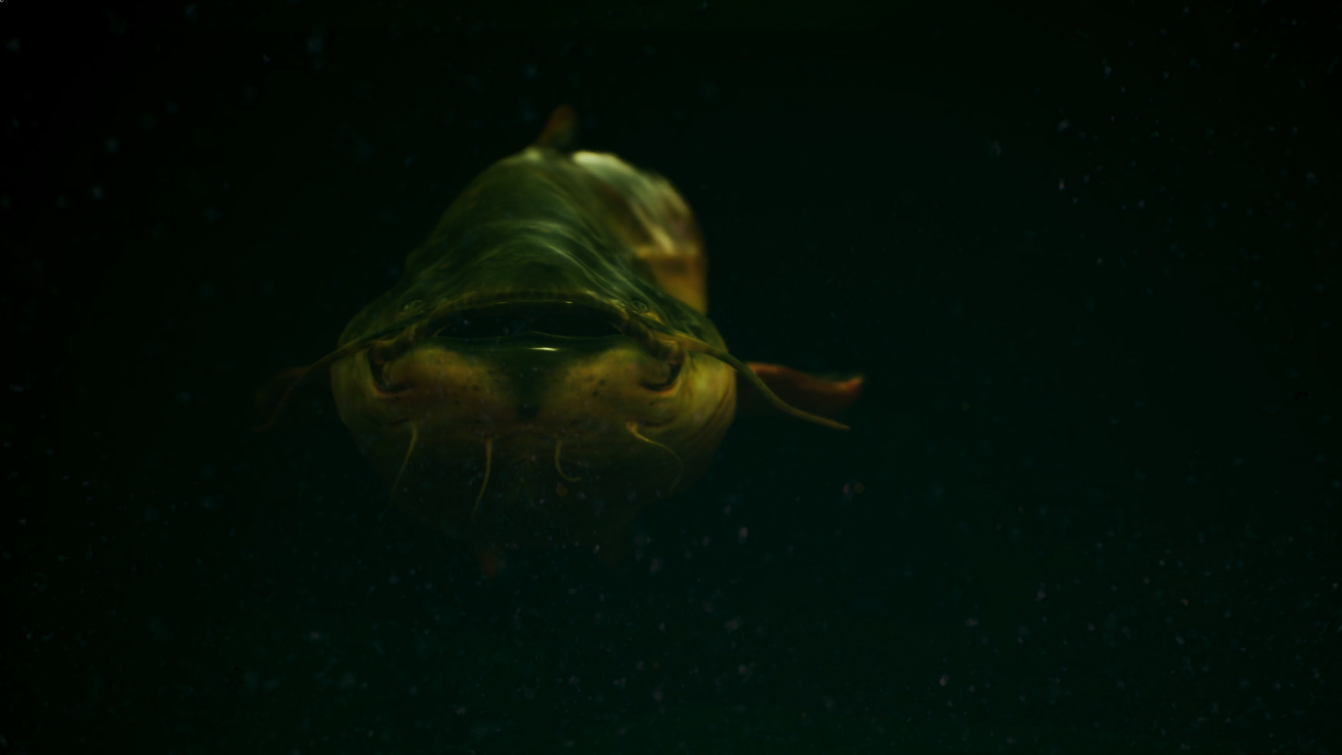 捕鱼:鲤鱼和淡水鱼.The Catch: Carp & Coarse Fishing_0