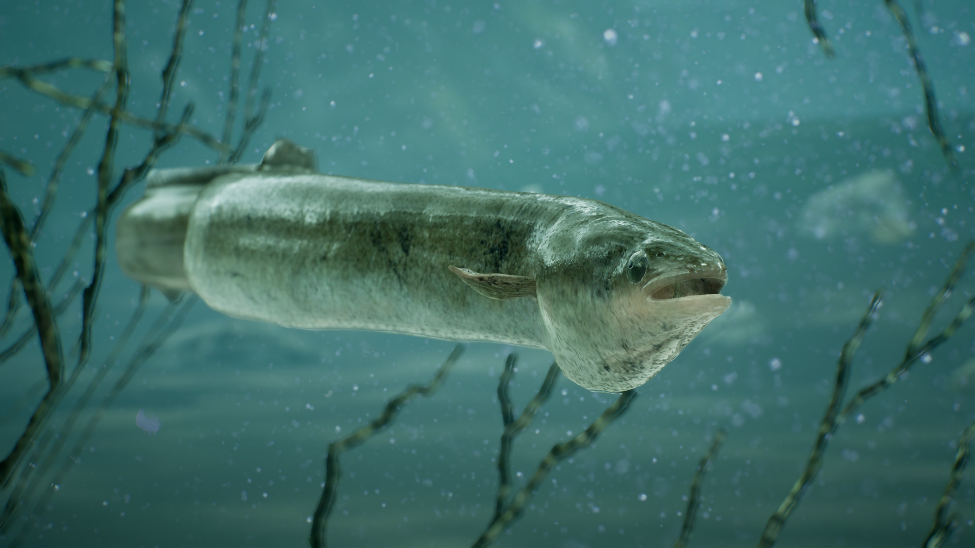 捕鱼:鲤鱼和淡水鱼.The Catch: Carp & Coarse Fishing_1