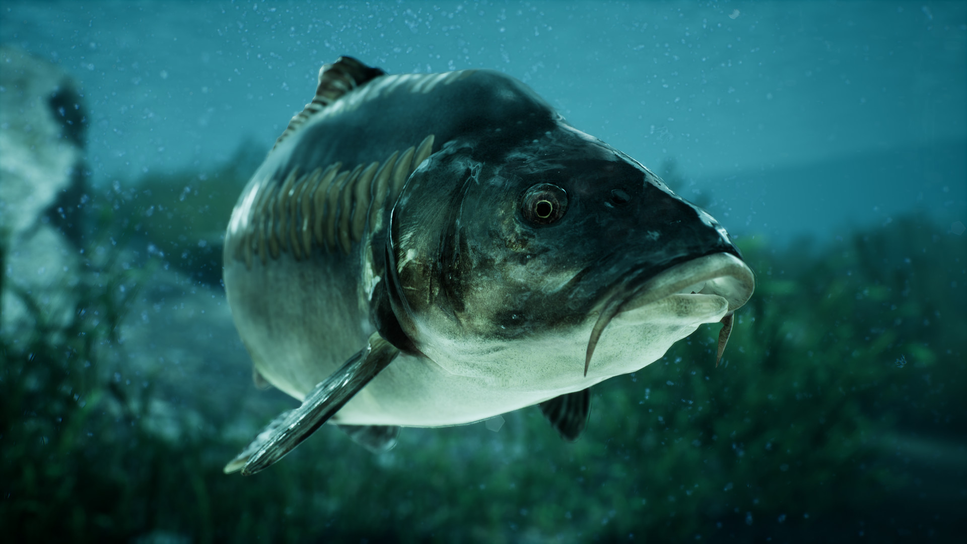 捕鱼:鲤鱼和淡水鱼.The Catch: Carp & Coarse Fishing_2