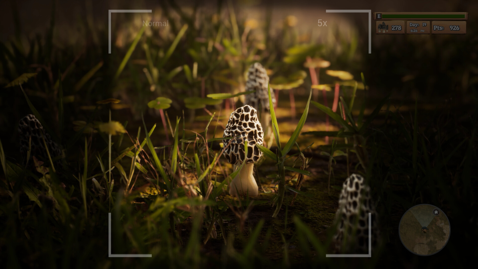 羊肚菌：狩猎/Morels: The Hunt_1